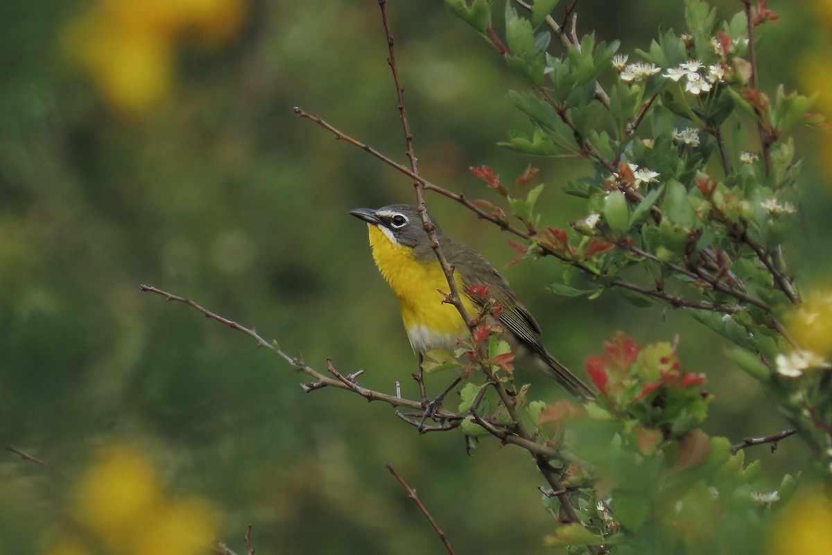 Yellow-breasted Chat - Guy L. Monty