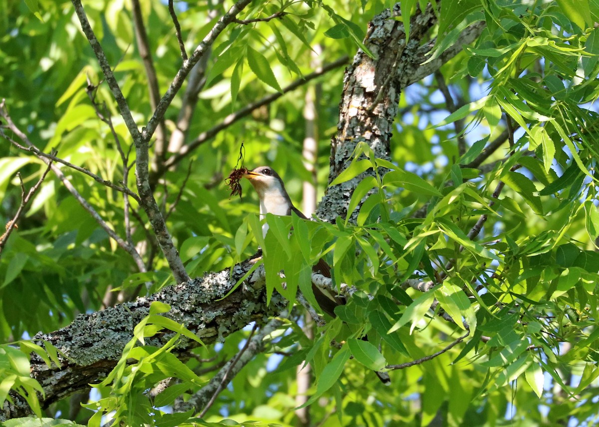 Yellow-billed Cuckoo - Noreen Baker