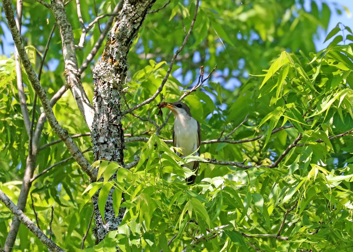 Yellow-billed Cuckoo - Noreen Baker