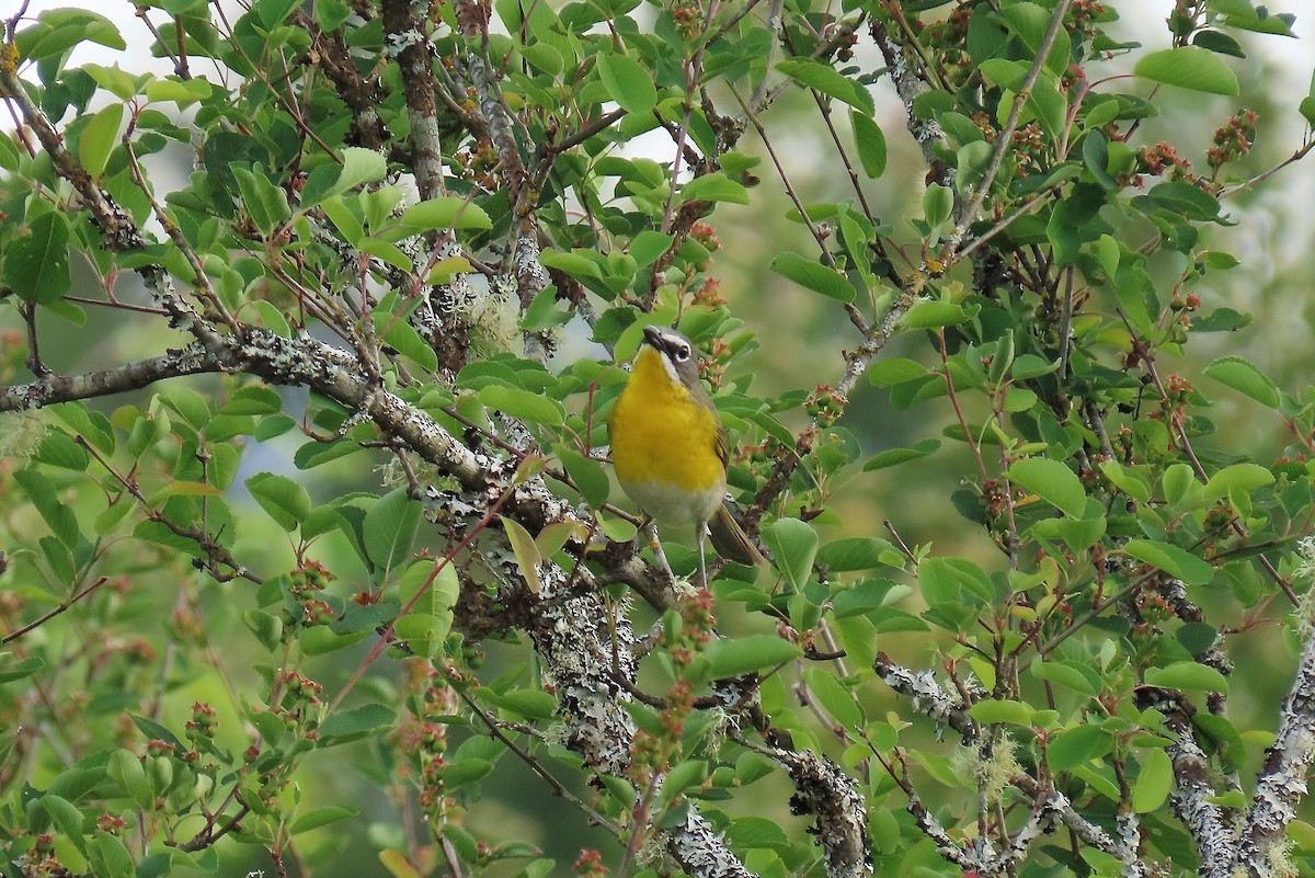 Yellow-breasted Chat - Guy L. Monty