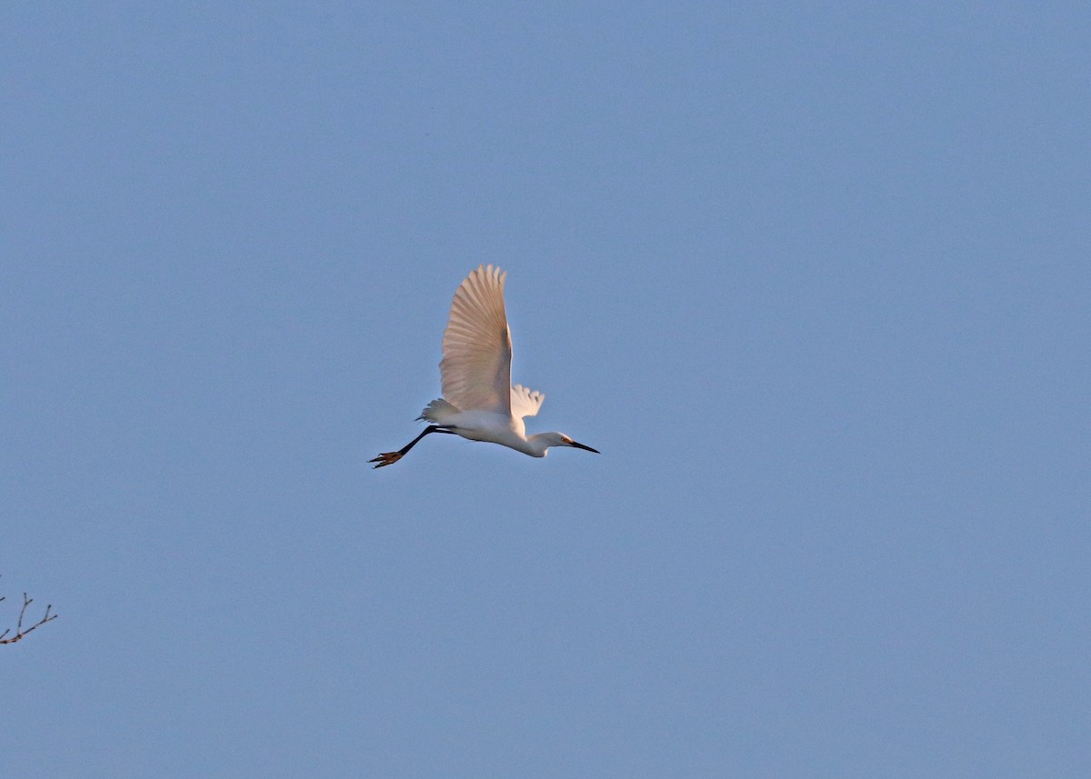 Snowy Egret - Noreen Baker