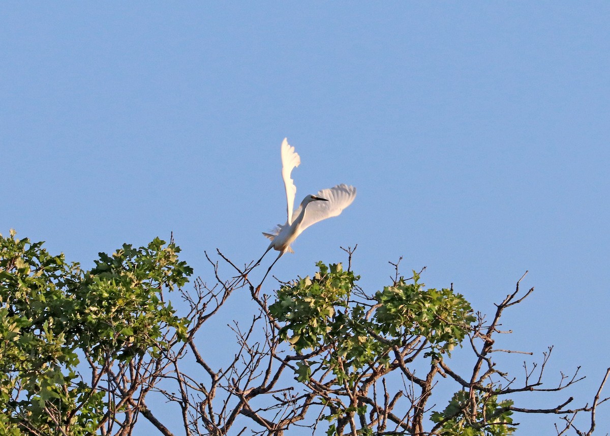 Snowy Egret - Noreen Baker