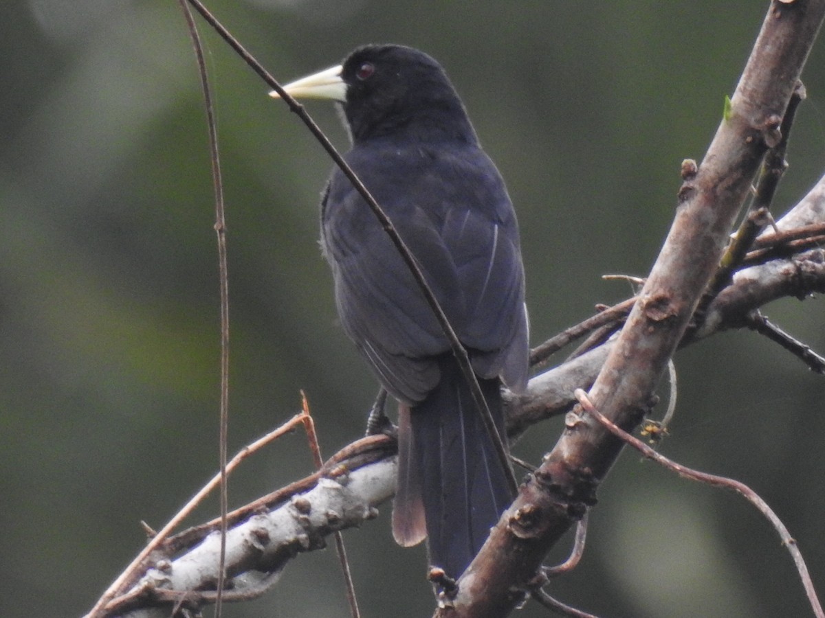 Solitary Black Cacique - Justin Harris