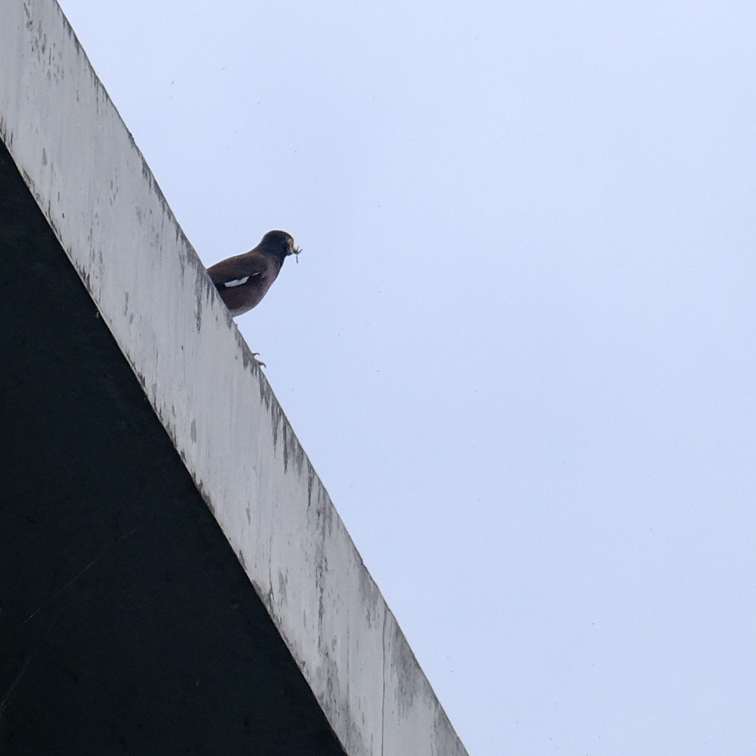 Common Myna - Kuan Chia Hsiu