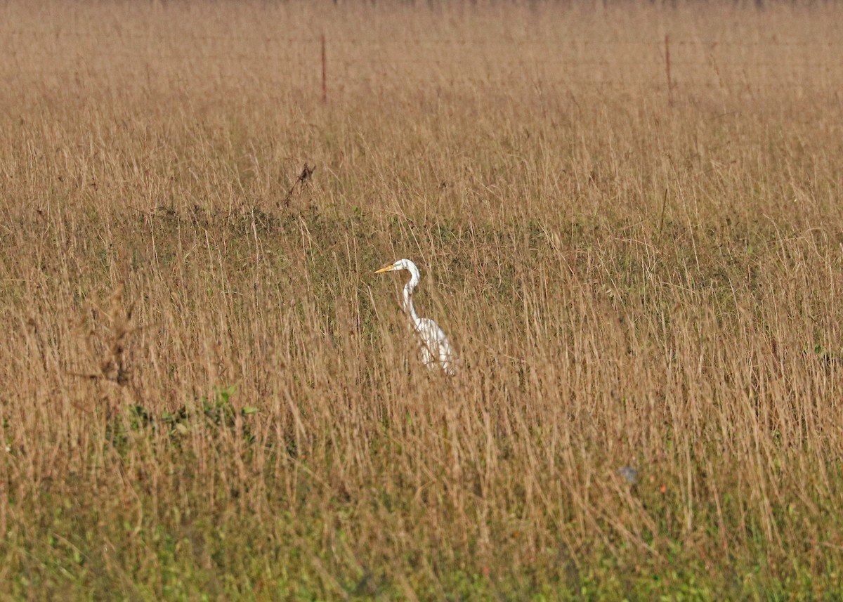 Great Egret (American) - Noreen Baker