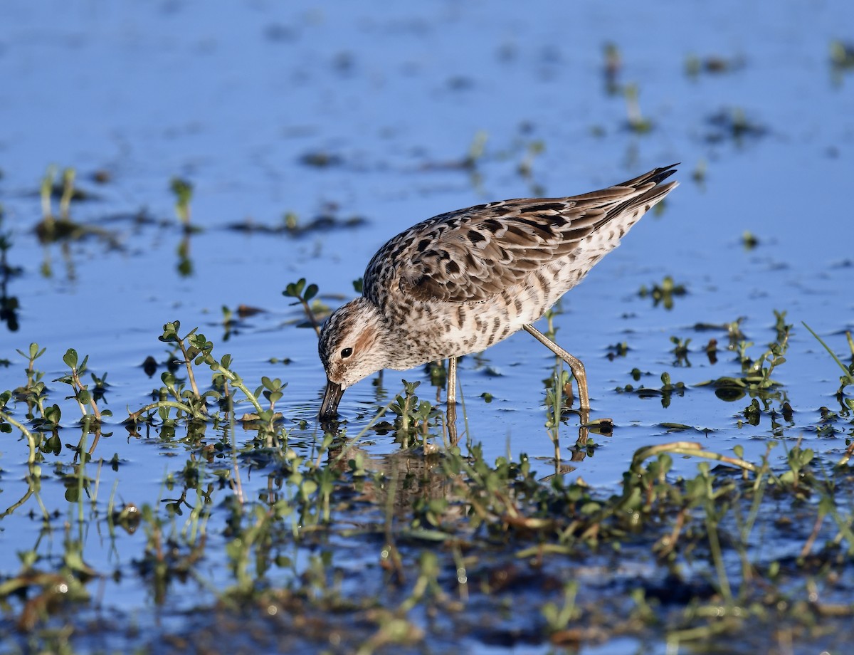 Stilt Sandpiper - Paul Nielson