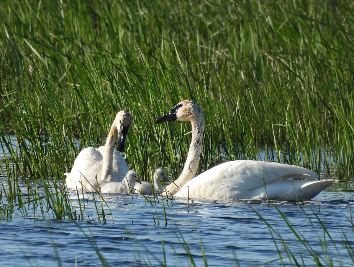 Cygne trompette - ML619515312