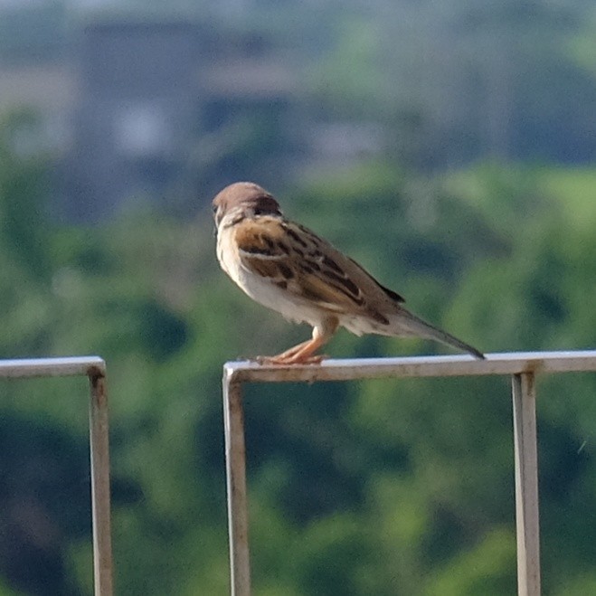 Eurasian Tree Sparrow - Kuan Chia Hsiu