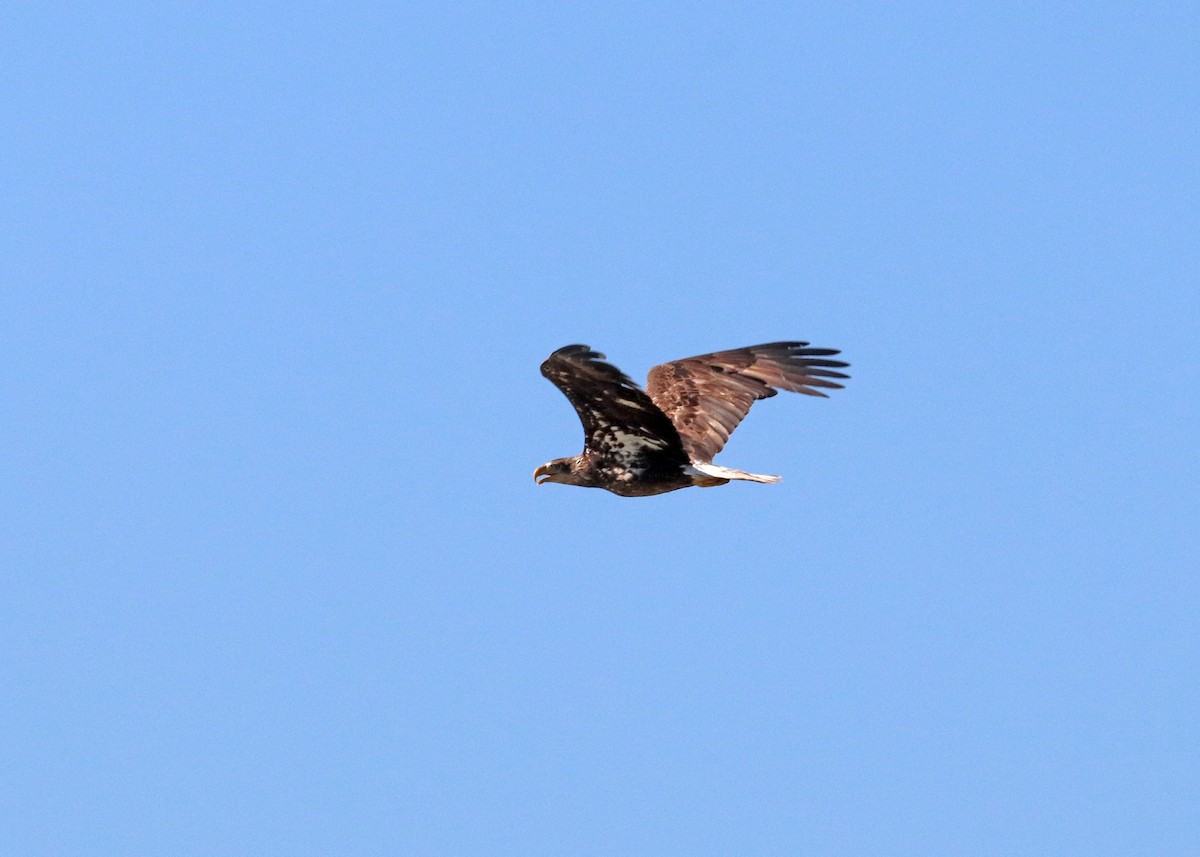 Bald Eagle - Noreen Baker