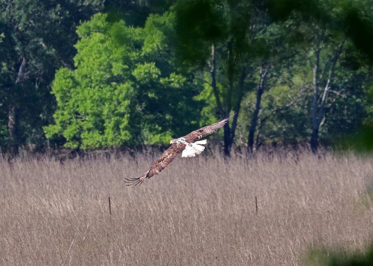 Bald Eagle - Noreen Baker