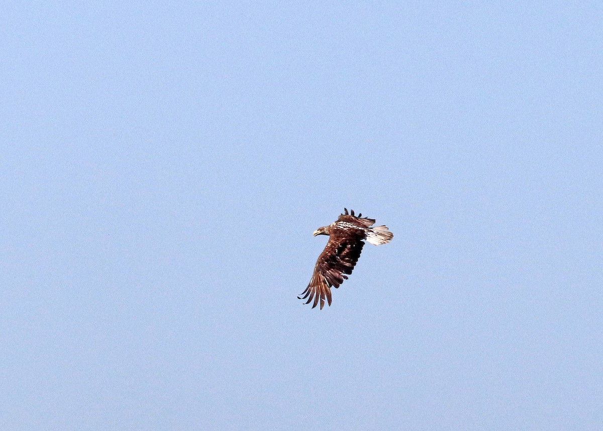 Bald Eagle - Noreen Baker