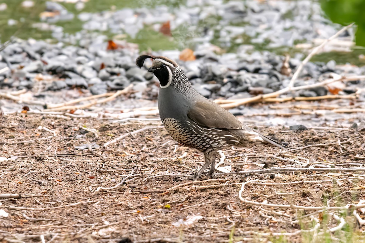 California Quail - ML619515317