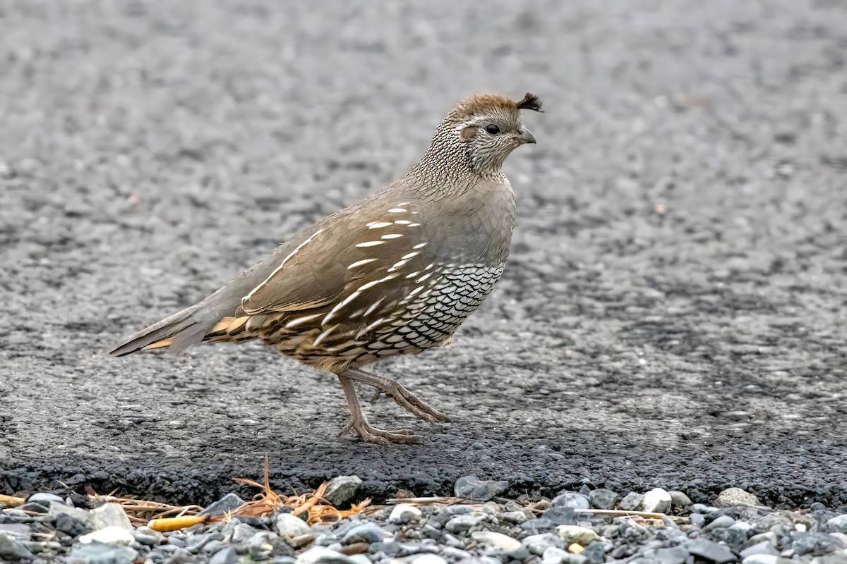 California Quail - Dominic More O’Ferrall