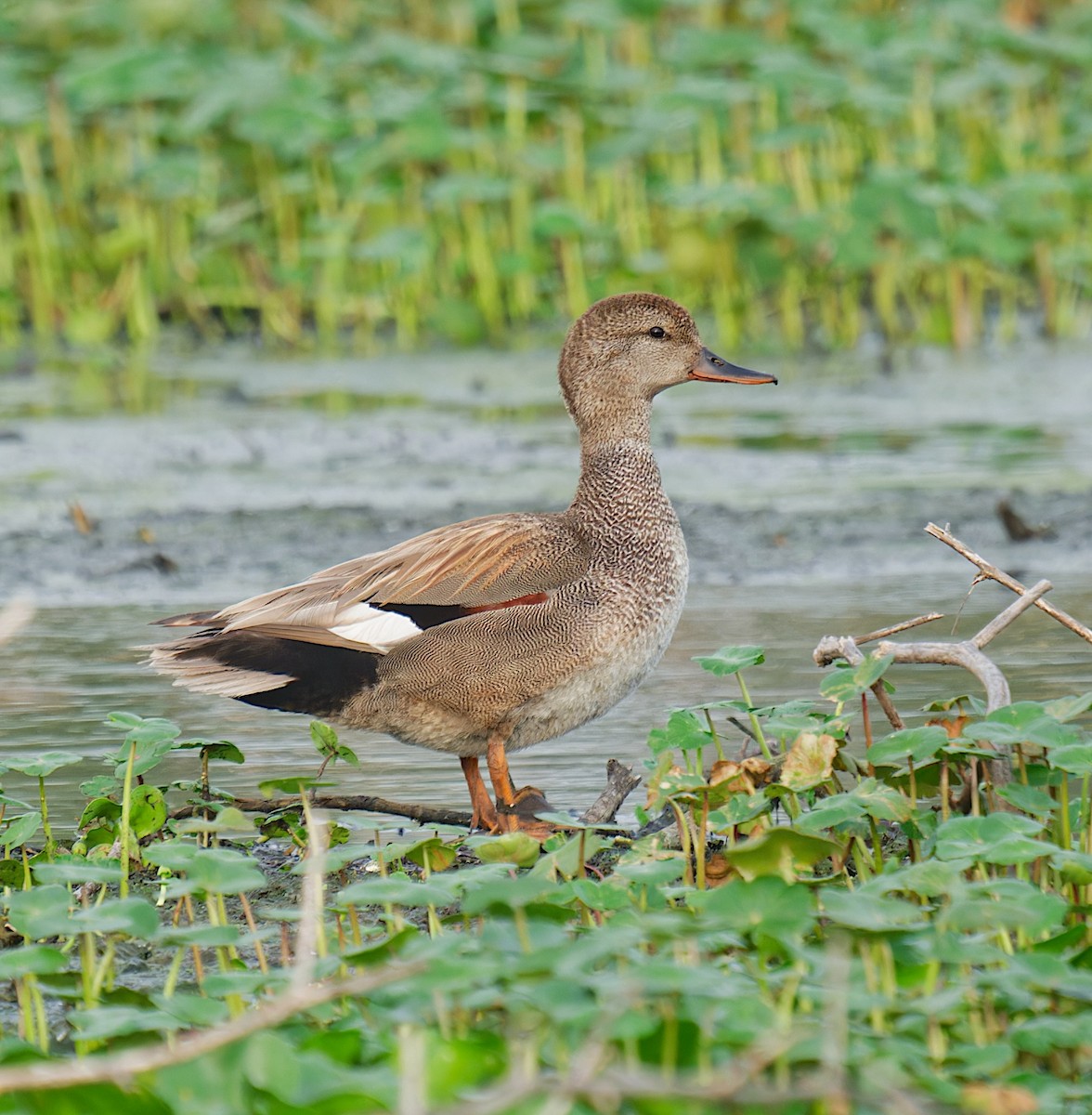 Gadwall - Harlan Stewart