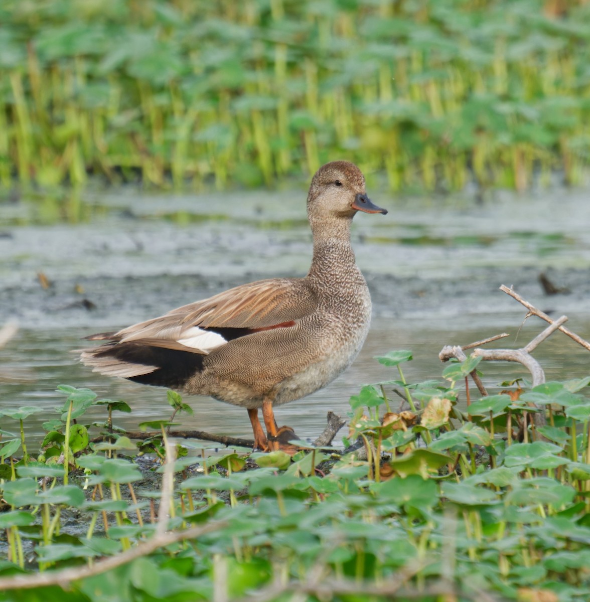 Gadwall - Harlan Stewart