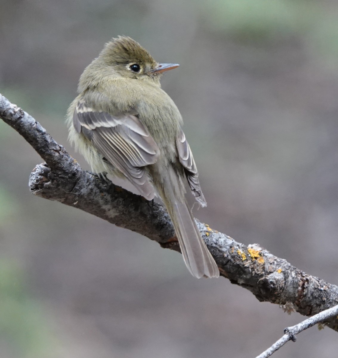 Western Flycatcher (Cordilleran) - Kirsti Aamodt