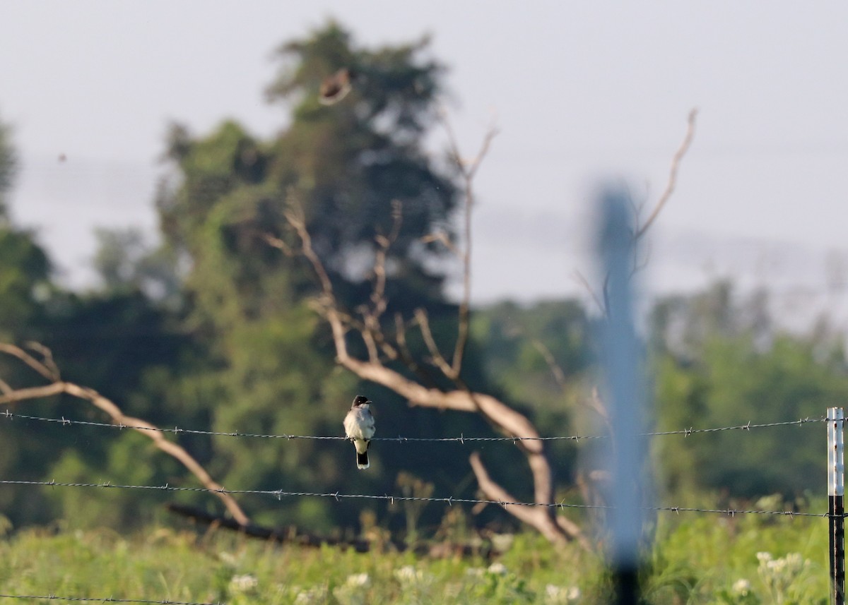 Eastern Kingbird - Noreen Baker