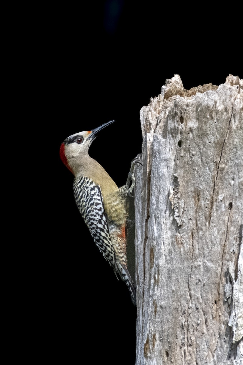 West Indian Woodpecker - José Alberto Pérez Hechavarría