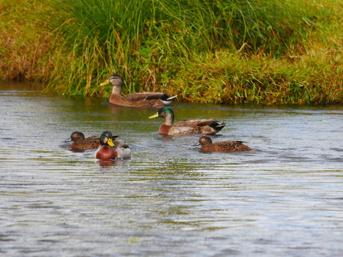 Brown Teal - Mike Bickerdike