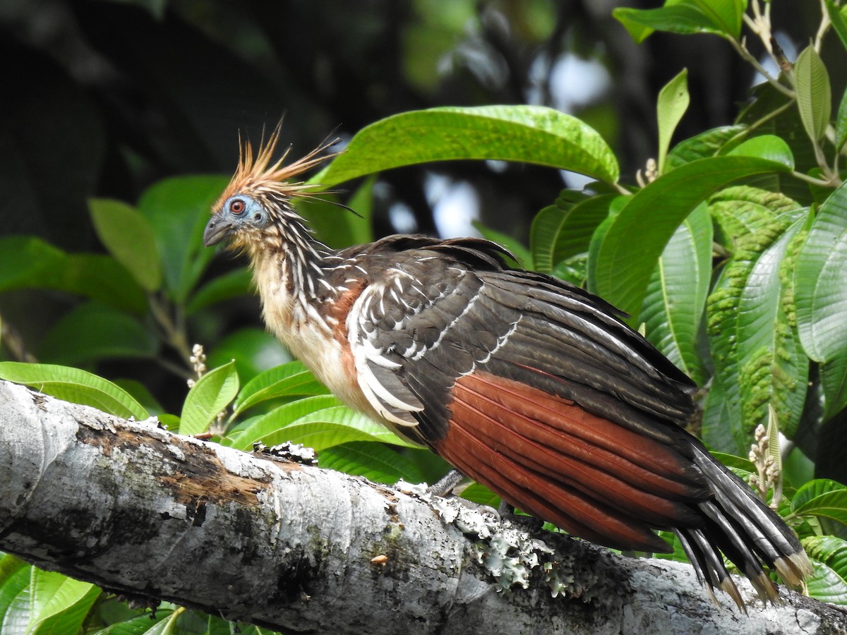 Hoatzin - Justin Harris