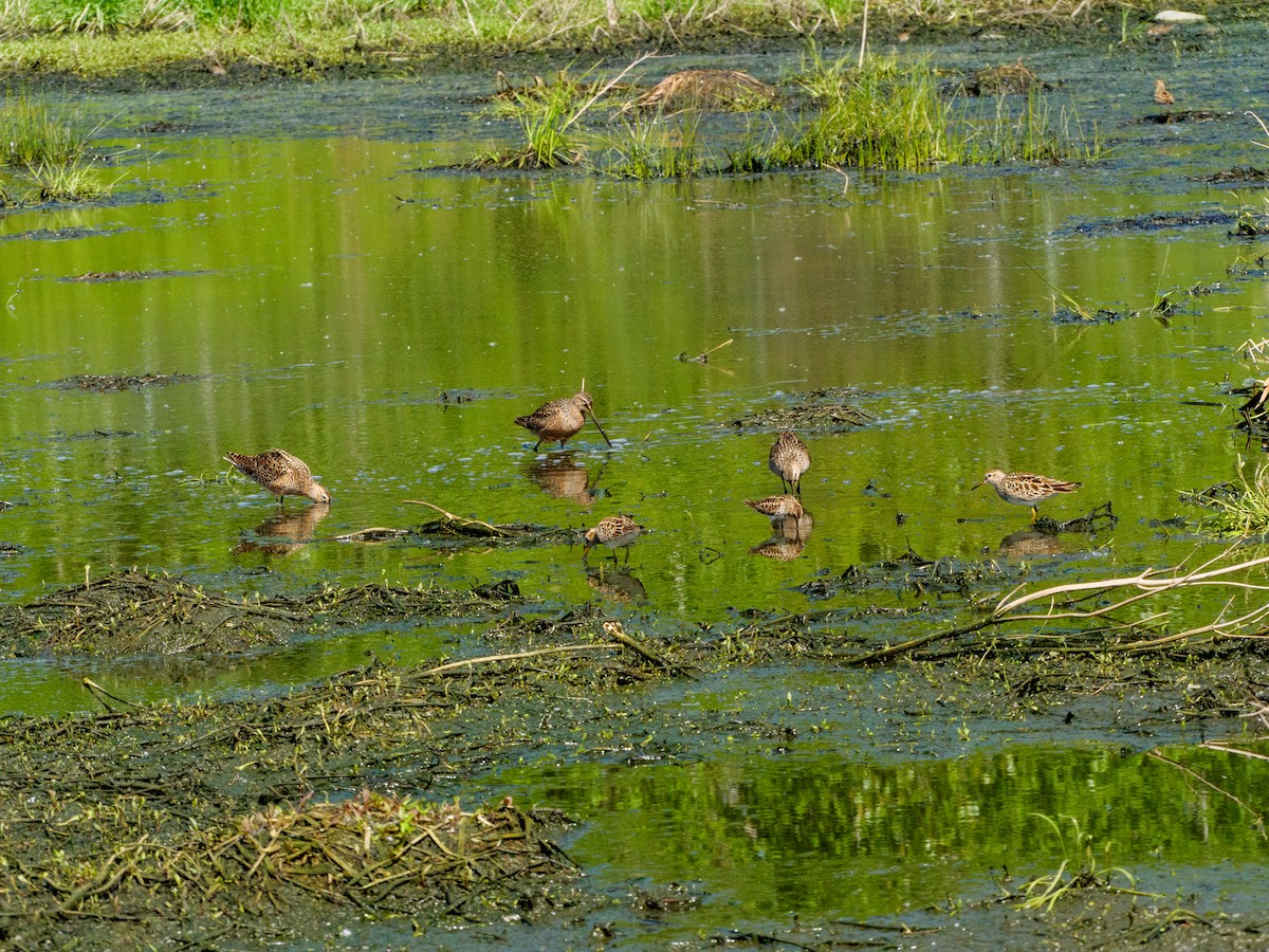 Long-billed Dowitcher - ML619515333