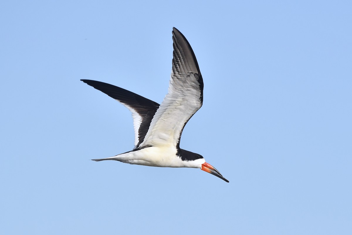 Black Skimmer - Paul Nielson