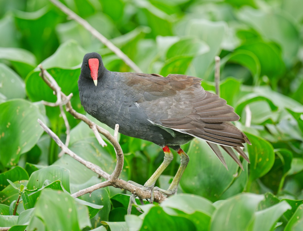 Common Gallinule - Harlan Stewart