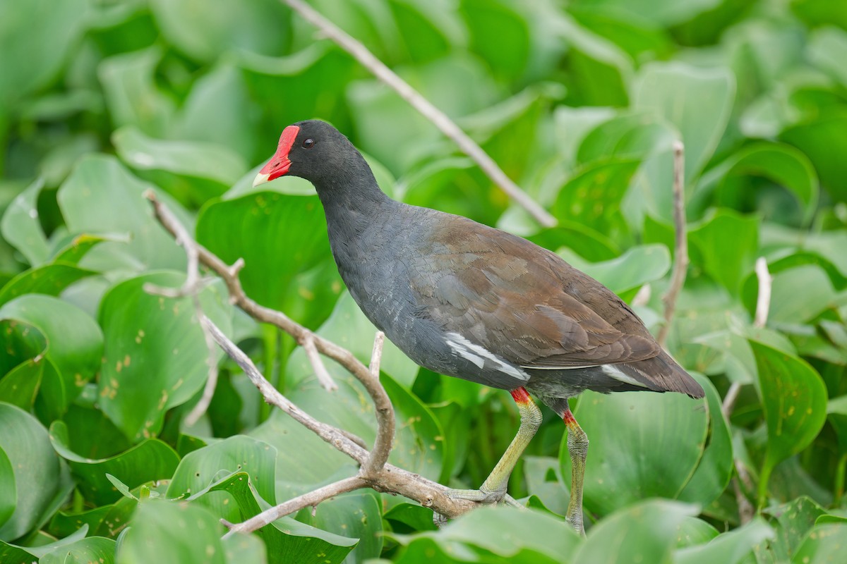 Common Gallinule - Harlan Stewart