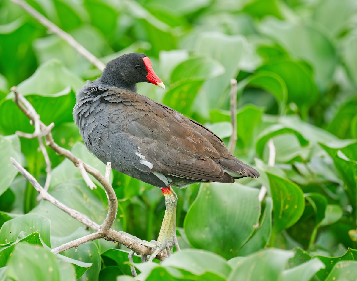 Common Gallinule - Harlan Stewart