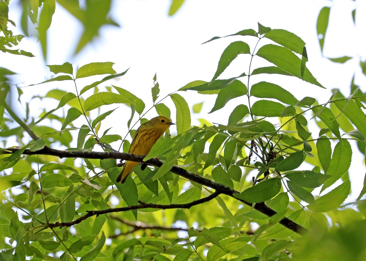 Yellow Warbler (Northern) - Noreen Baker