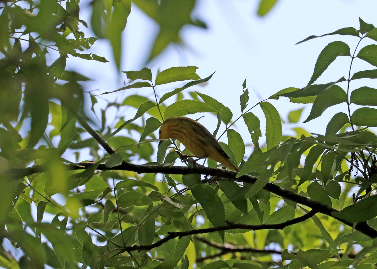 Yellow Warbler (Northern) - Noreen Baker