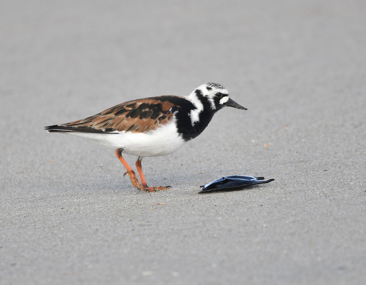 Ruddy Turnstone - Paul Nielson