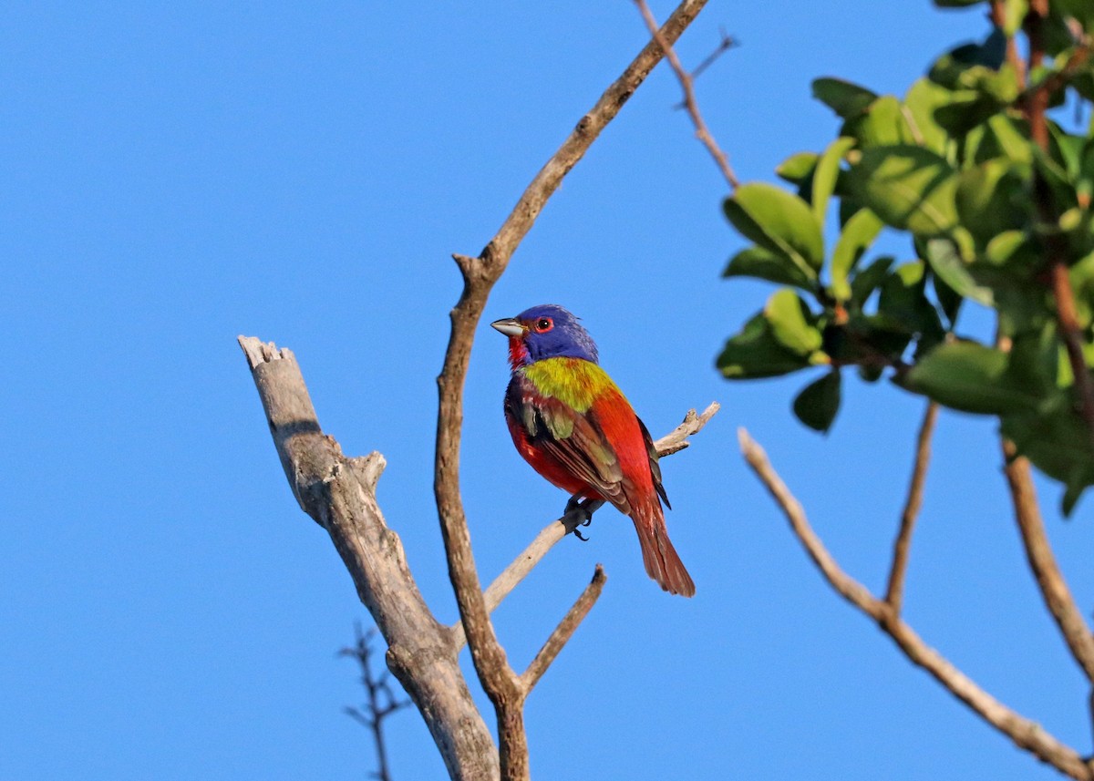 Painted Bunting - Noreen Baker