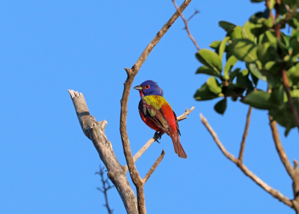 Painted Bunting - Noreen Baker