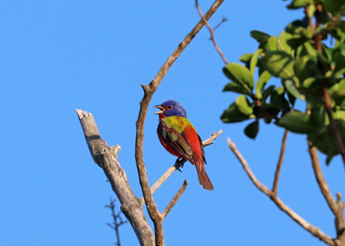 Painted Bunting - Noreen Baker
