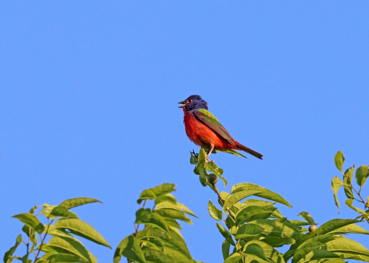 Painted Bunting - Noreen Baker