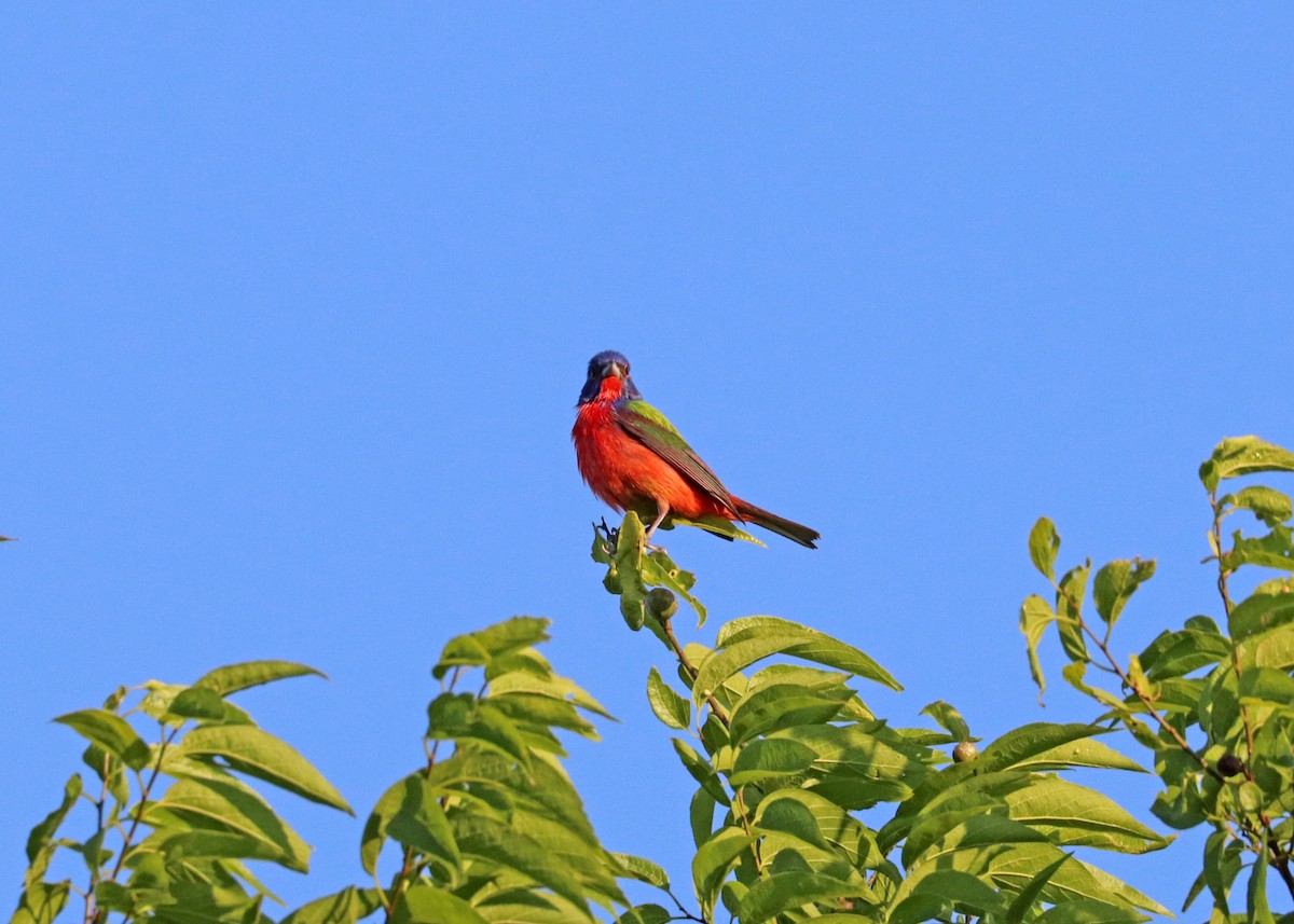 Painted Bunting - Noreen Baker