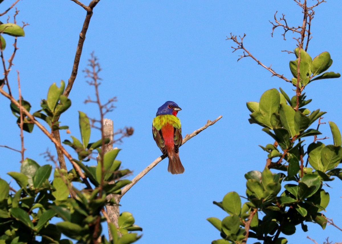 Painted Bunting - Noreen Baker