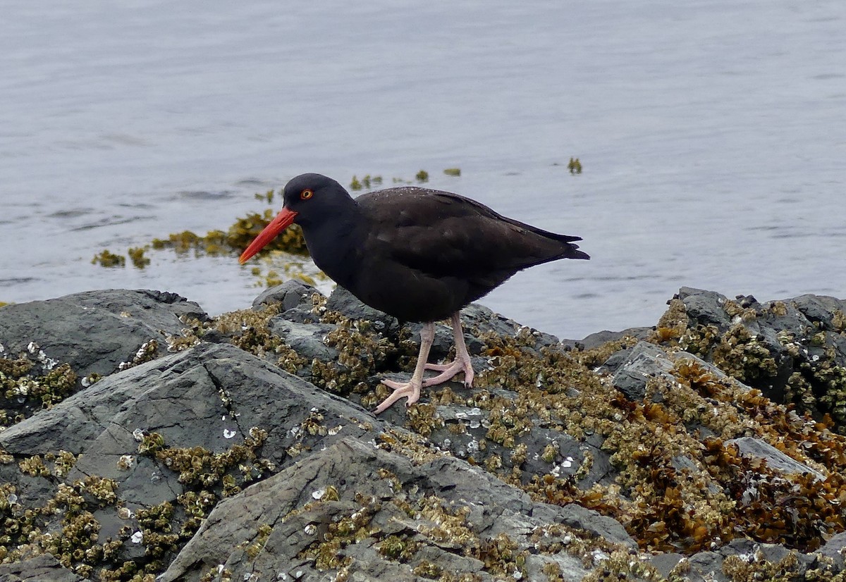 Black Oystercatcher - Mary McCafferty