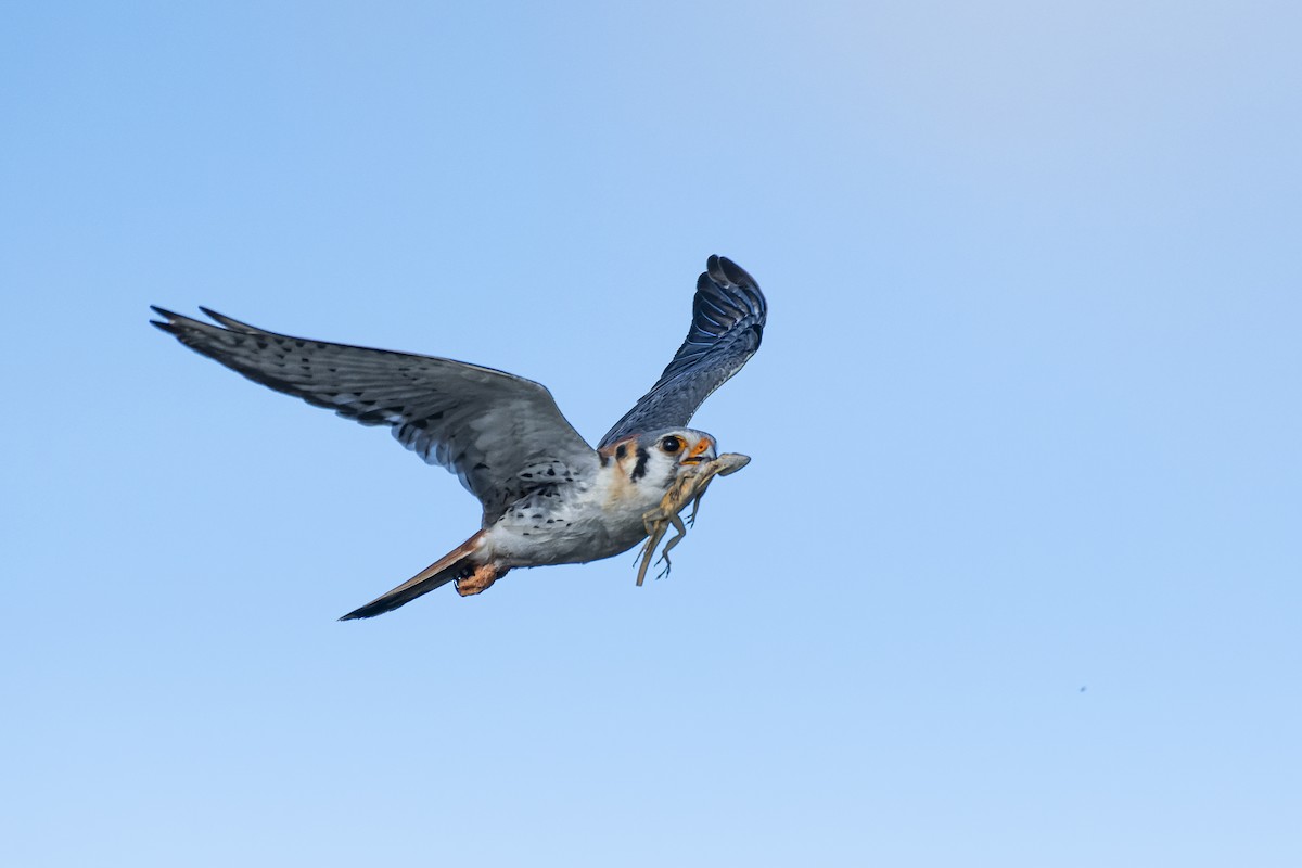 American Kestrel - José Alberto Pérez Hechavarría