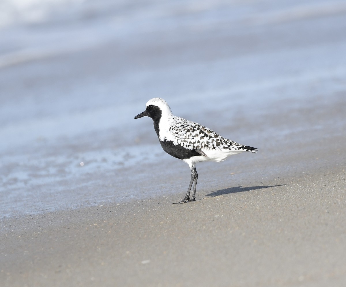 Black-bellied Plover - Paul Nielson