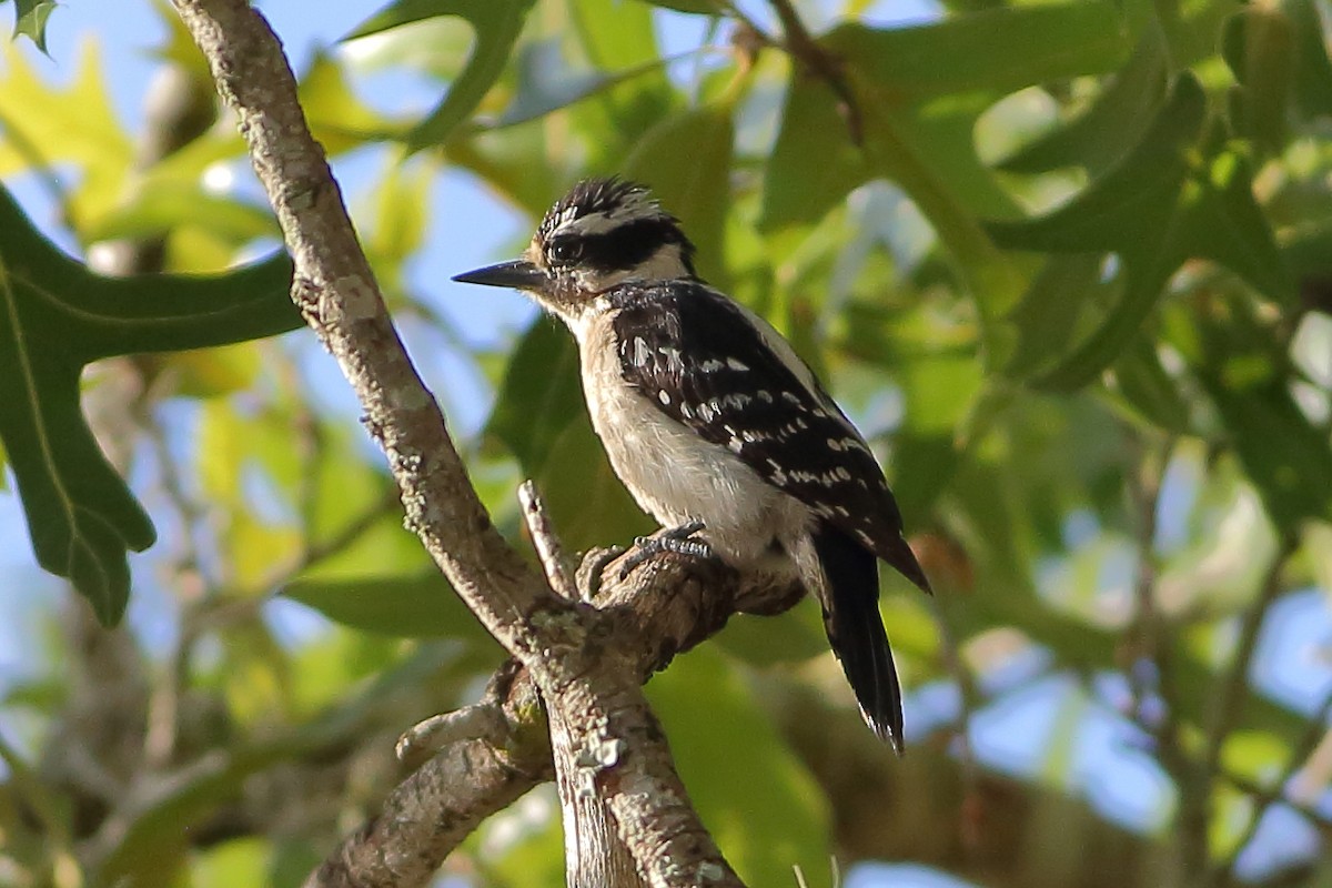 Downy Woodpecker - ML619515380