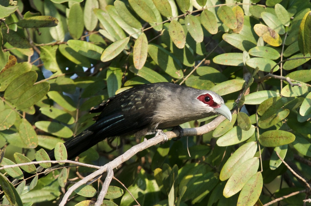 Green-billed Malkoha - ML619515381