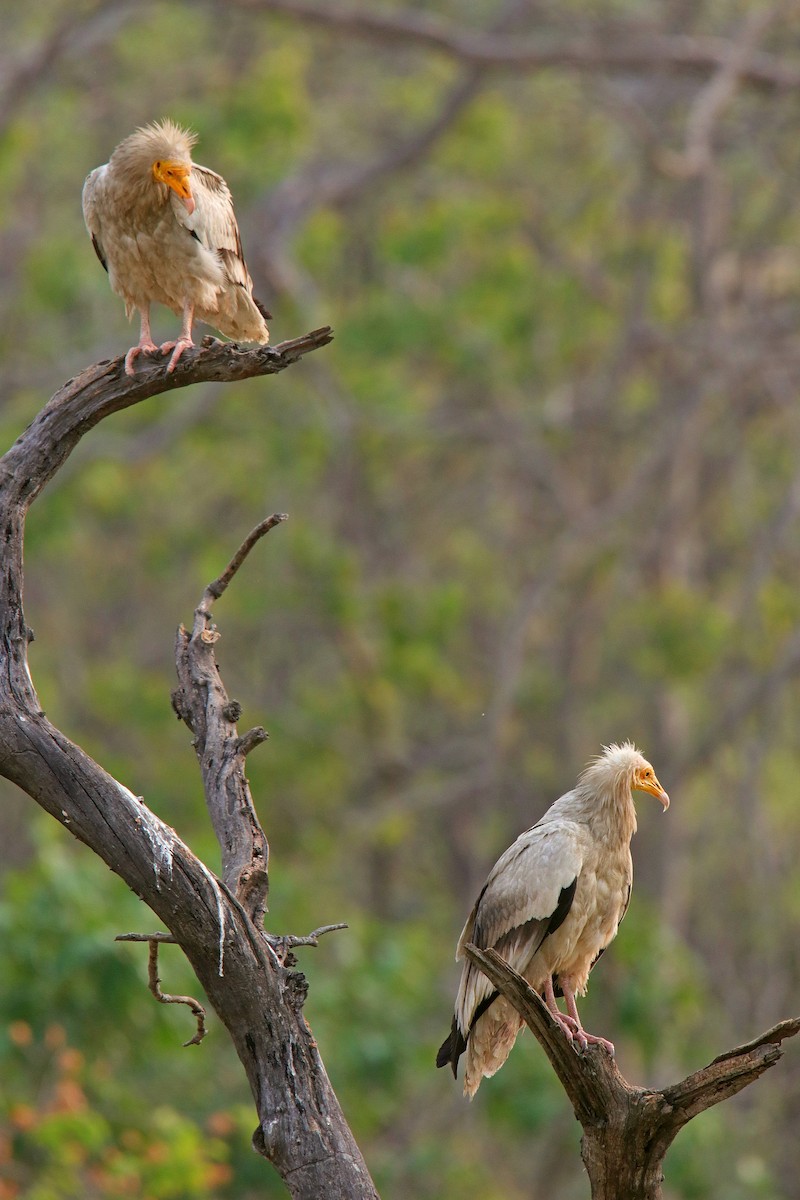 Egyptian Vulture - Vivek Sarkar