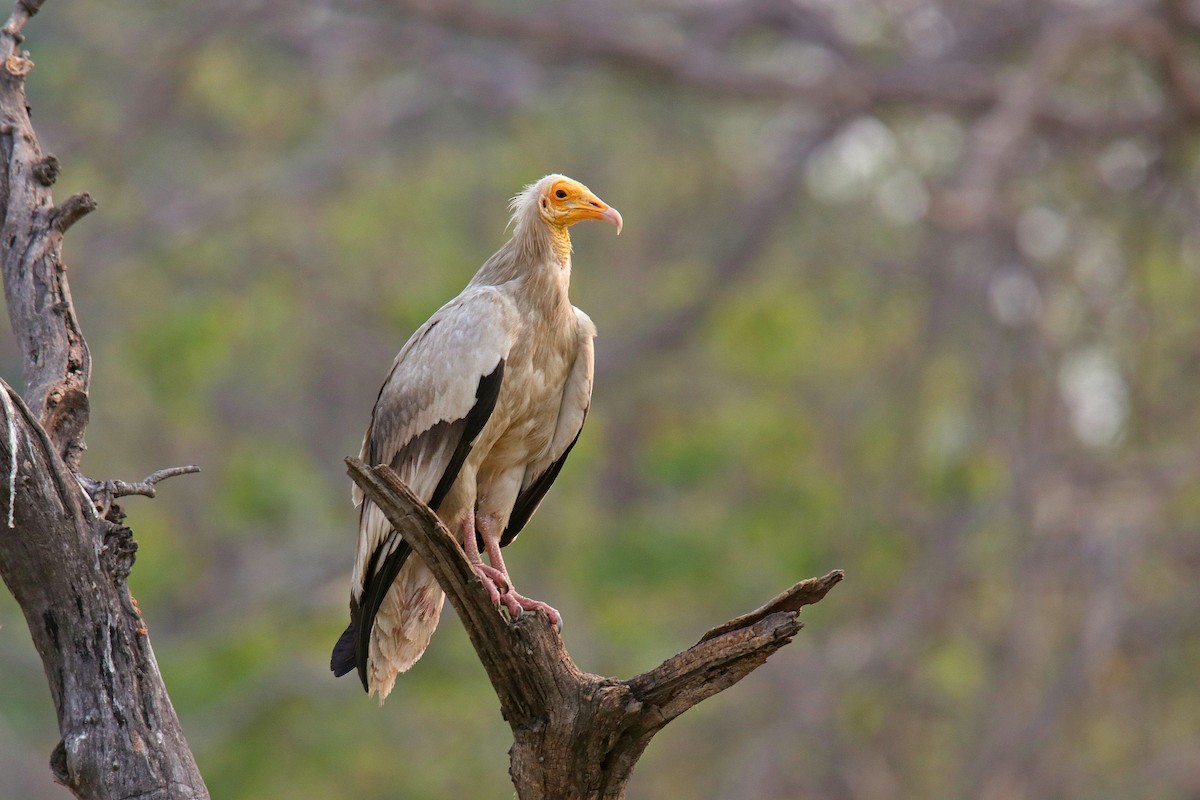 Egyptian Vulture - Vivek Sarkar