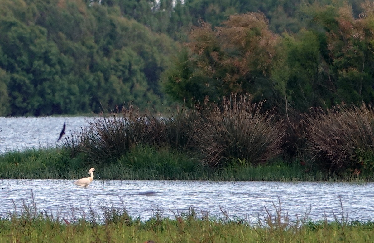 Eurasian Spoonbill - Diane Drobka