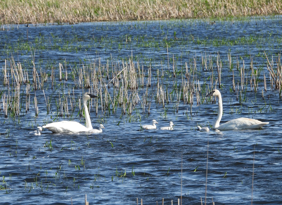 Trumpeter Swan - Clayton Will