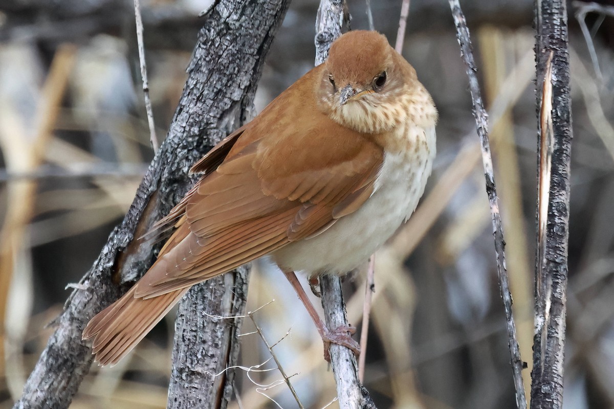 Veery - Steve Parker