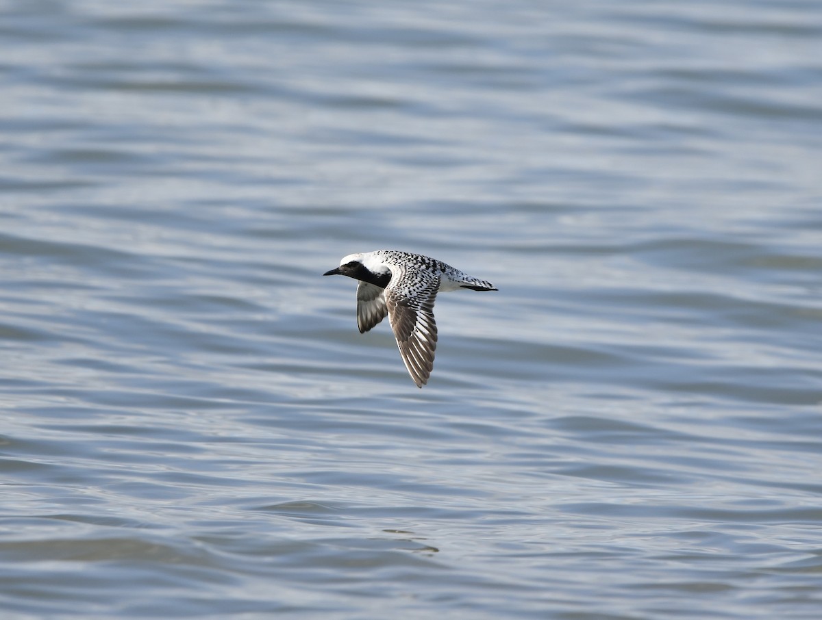 Black-bellied Plover - Paul Nielson