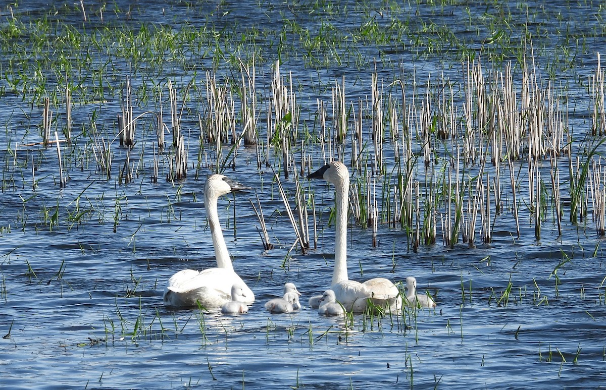 Trumpeter Swan - Clayton Will